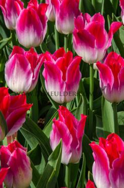 Tulipa Whispering Dream 12/+ (x250)