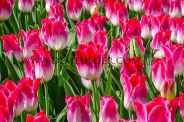 Tulipa Whispering Dream 12/+ (x250)