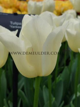 Tulipa Yankee 12/+ (x250)