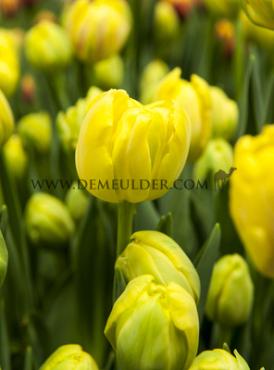 Tulipa Yellow Margarita 12/+ (x250)