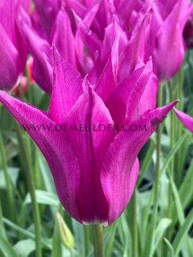 Tulipa Yume No Murasaki 12/+ (x250)