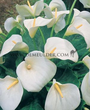 Zantedeschia Aethiopica 14/16 (x25)