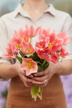 Tulipa Albert Heijn 11/12 (x250)