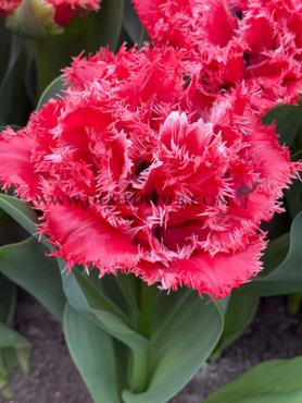 Tulipa Bendigo 11/+ (x250)