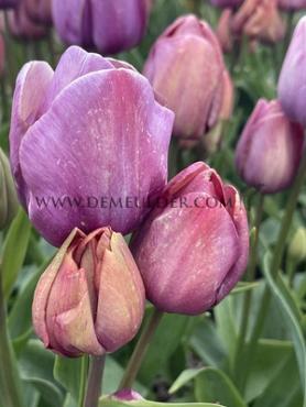 Tulipa Blue Heaven 12/+ (x250)