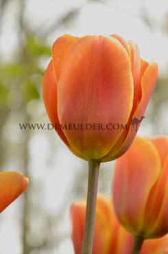 Tulipa Brown Sugar  12/+ (x250)