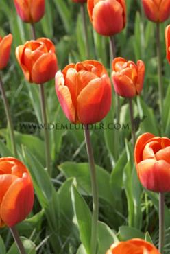 Tulipa Brown Sugar  12/+ (x250)