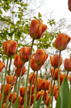 Tulipa Brown Sugar  12/+ (x250)