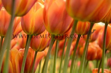 Tulipa Brown Sugar  12/+ (x250)