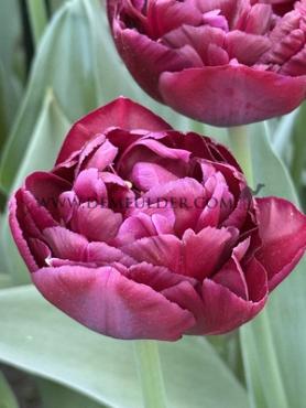 Tulipa Canyon 12/+ (x250)