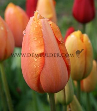 Tulipa Dordogne 12/+ (x250)