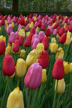Tulipa Single Late Mixed 12/+ (x250)
