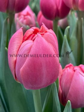 Tulipa Etched Salmon 12/+ (x250)