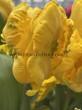 Tulipa Gold Race 12/+ (x250)