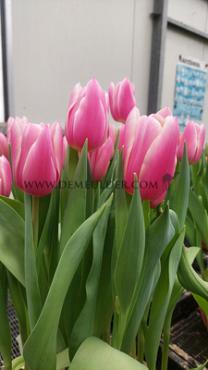 Tulipa Kadima 12/+ (x250)