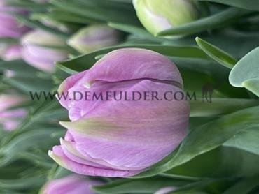 Tulipa Katinka 12/+ (x250)