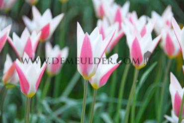 Tulipa Lady Jane 6/+ (x250)