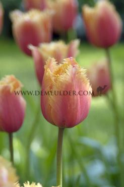Tulipa Lambada 12/+ (x250)
