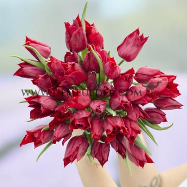 Tulipa Lasting Love 12/+ (x250)
