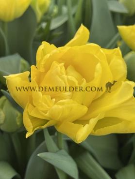 Tulipa Limousine 12/+ (x250)