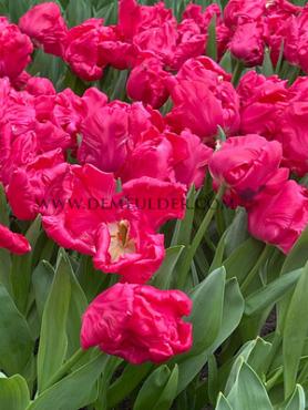 Tulipa Marvel Parrot 12/+ (x250)