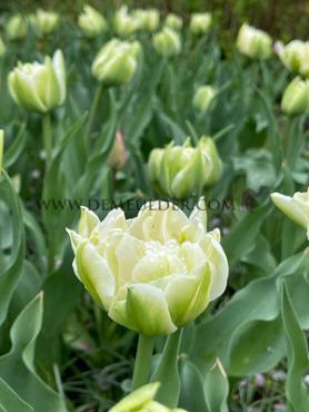 Tulipa Northcap 12/+ (x250)