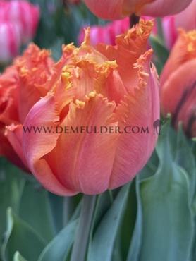 Tulipa Orange Passion 12/+ (x250)