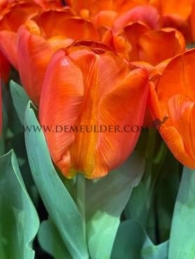 Tulipa Orange Sherpa 12/+ (x250)