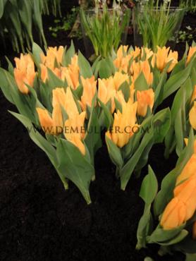 Tulipa Preastans Shogun 7/8 (x250)