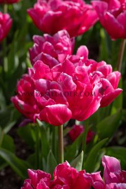 Tulipa Queen Jewel 11/12 (x250)