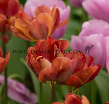 Tulipa Ridgedale 12/+ (x250)