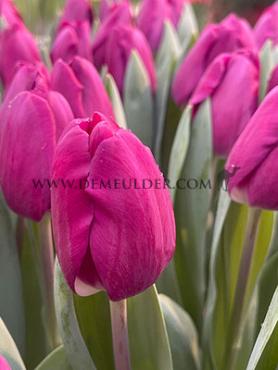 Tulipa Roeska 12/+ (x250)