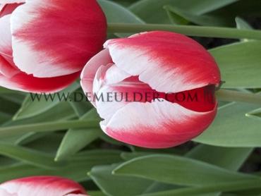 Tulipa Timeless 12/+ (x250)