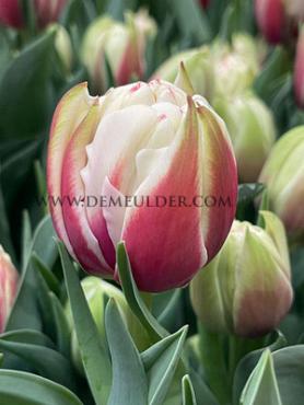 Tulipa Vermont 12/+ (x250)
