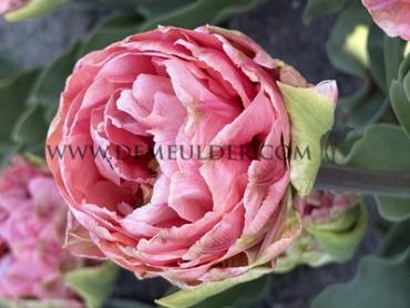 Tulipa Quinty Trustfull 12/+ (x250)