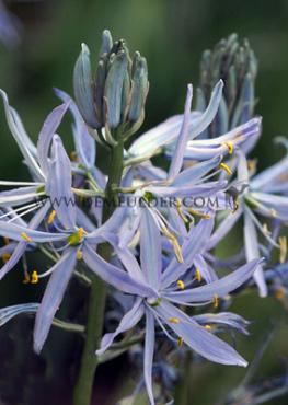 Camassia Cusickii 12/+ (x250)