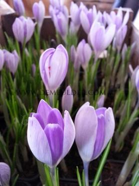 Crocus Vernus Vanguard 9/10 (x250)