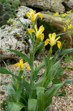 Iris Bucharica (x250)