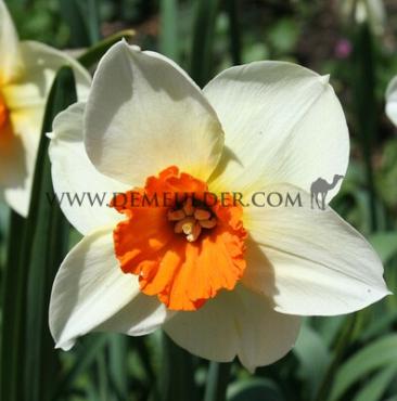 Narcisses Barrett Browning 12/14 (x250)