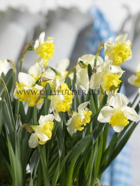 Narcissus Bella Estrella 10/12 (x250)