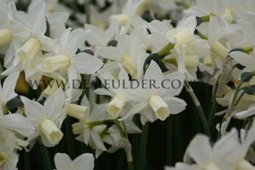 Narcisses Ice Baby 8/10 (x250)