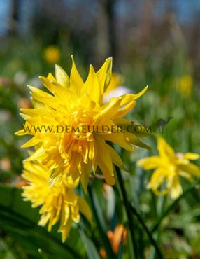 Rip Van Winkle Z10/+ (x250)