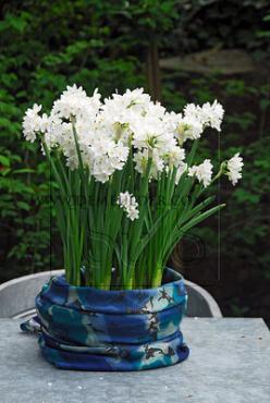 Narcissus Ziva (Totus Albus)  Z13/15 (x125)