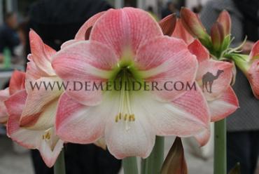Amaryllis Apple Blossom 30/32 (x10)