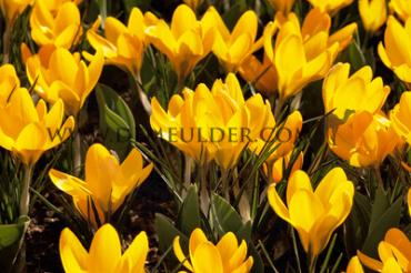 Crocus Dorothy 5/+ (x250)