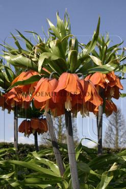 Fritillaria Red Beauty 20/24 (x 25)