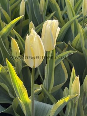 Tulipa Purissima Blonde 12/+ (x250)