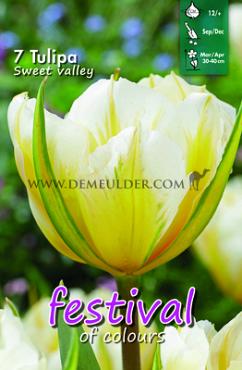 Festival Autumn Tulipa Tulipa Sweet Valley 12/+ (x12x7)