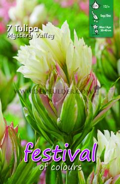 Festival Autumn Tulipa Tulipa Mystery Valley 12/+ (x12x7)