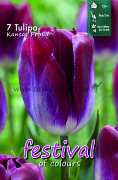 Festival Autumn Tulipa Tulipa Kansas Proud 12/+ (x12x7)